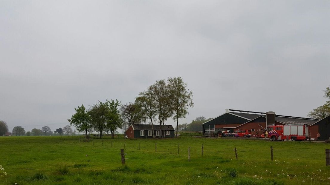 Koe in gierput gevallen