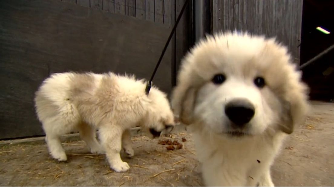 Alle pups moeten vanaf 2020 een paspoort (Rechten: archief RTV Drenthe)