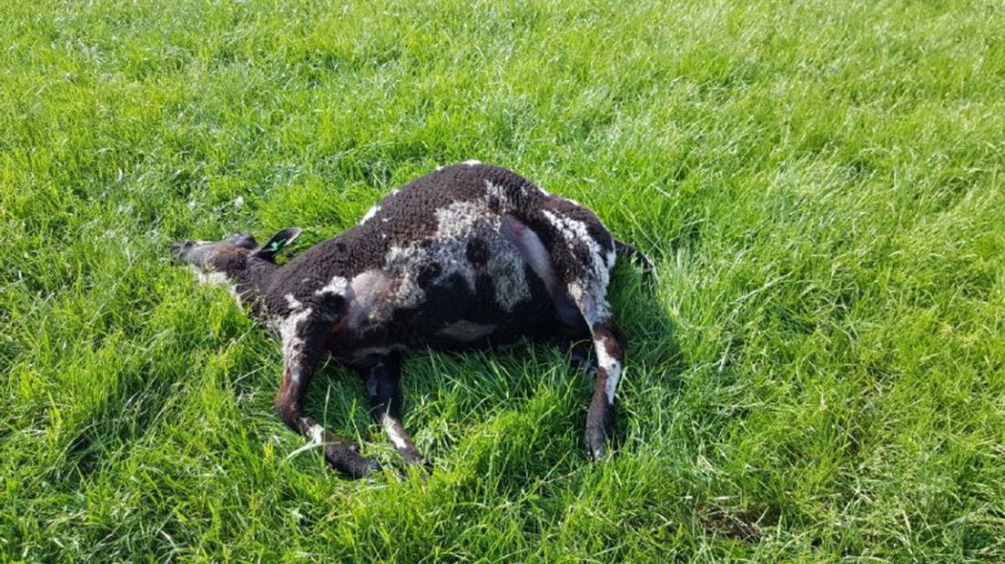 Eén van de schapen die vermoedelijk door een wolf werd gedood.