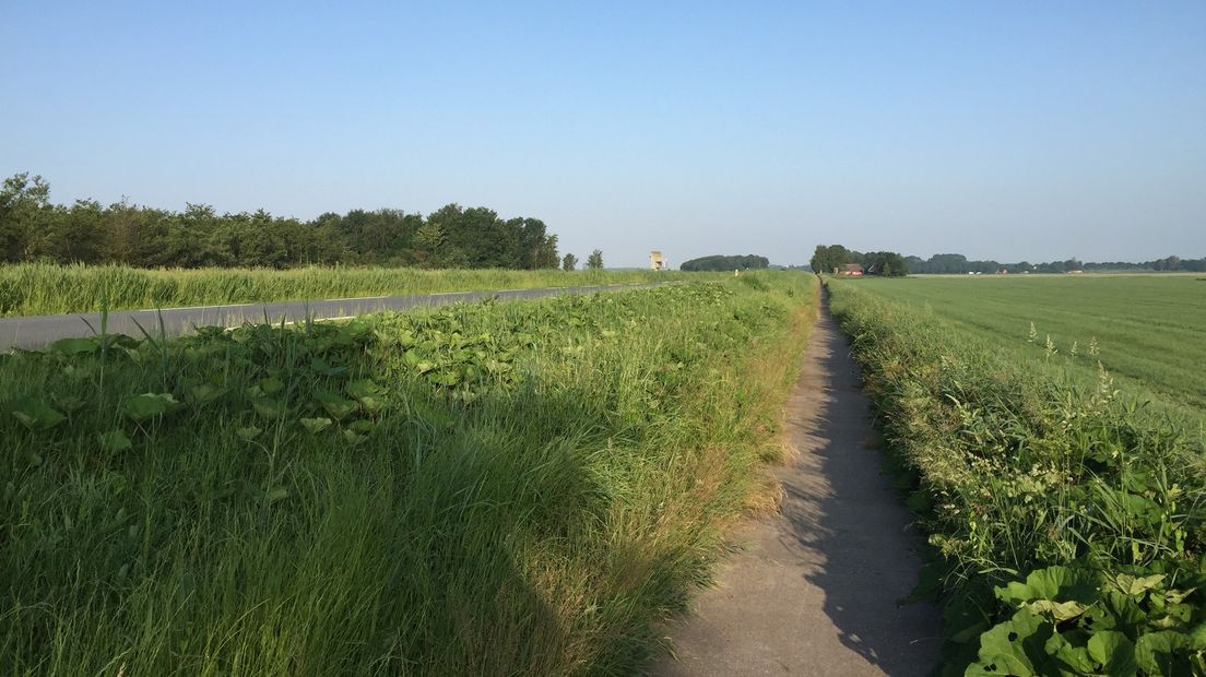 Berenklauw en gras langs het fietspad aan het Slochterdiep.