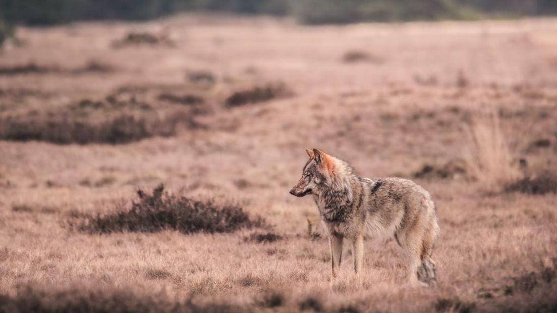 De wolf op de Veluwe.