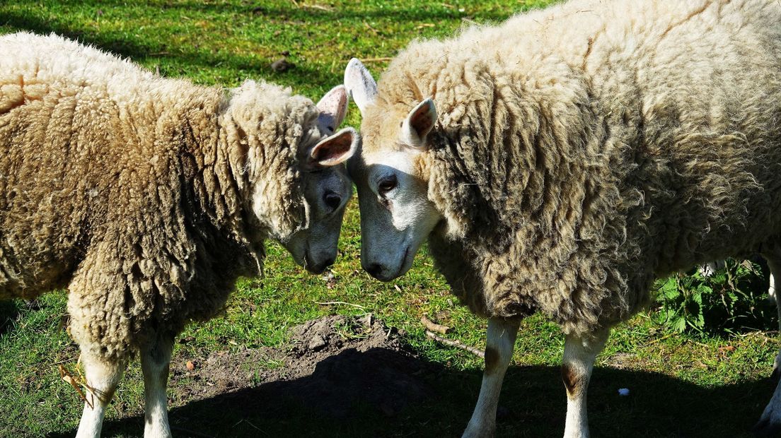 Schapen met de koppen tegen elkaar bij Graauw