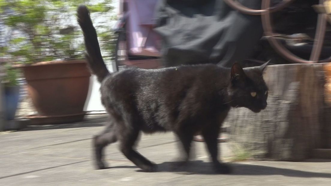 kleptokat
