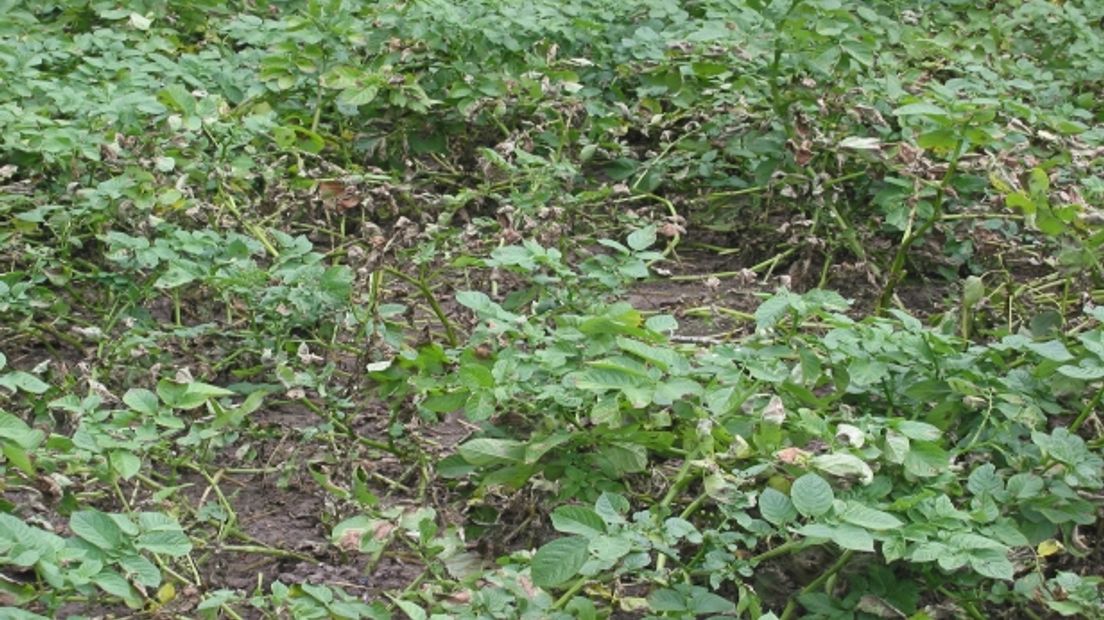 Aardappels met phytophthora