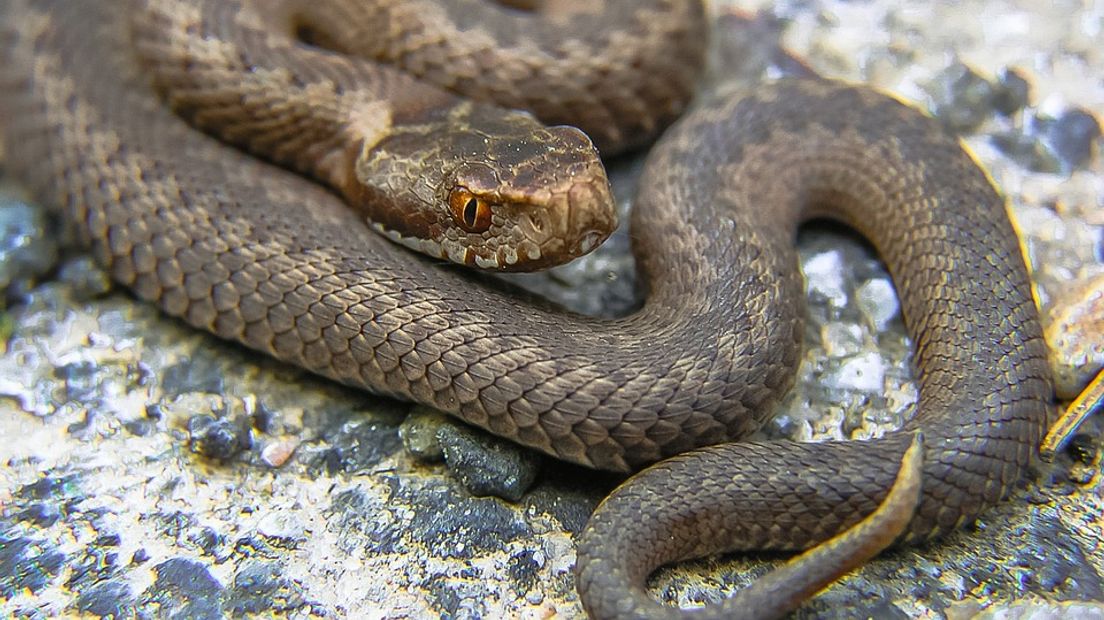 Aan het schubbenpatroon op de kop kun je een adder herkennen (Rechten: Pixabay)