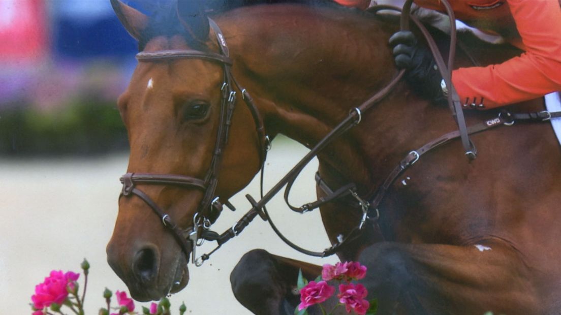 Olympisch springpaard Zenith