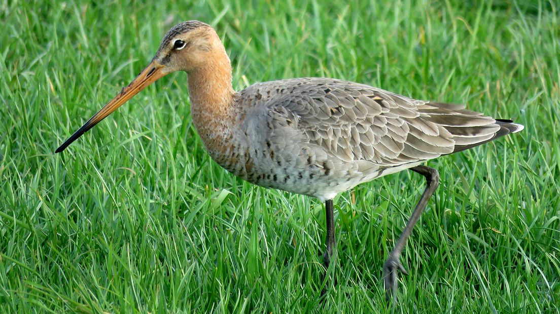 Grutto