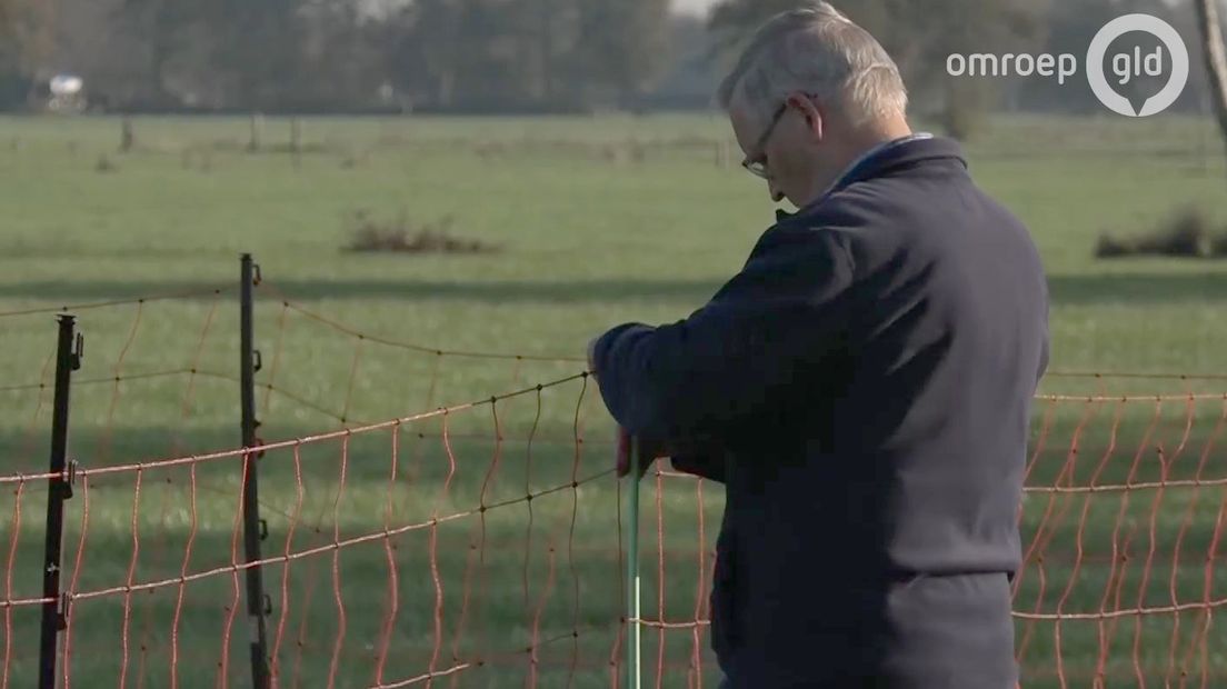 Rasters moeten wolven op afstand houden.