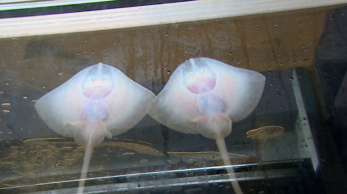 Stekelroggen in een aquarium van Blue Linked in Utrecht