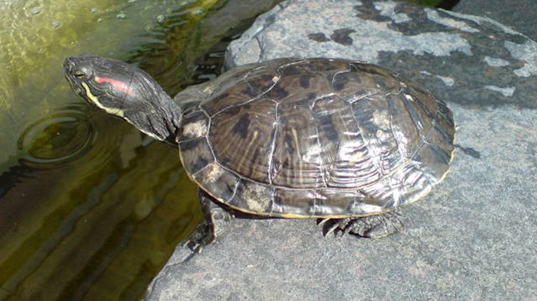 Stichting neemt schildpadden over