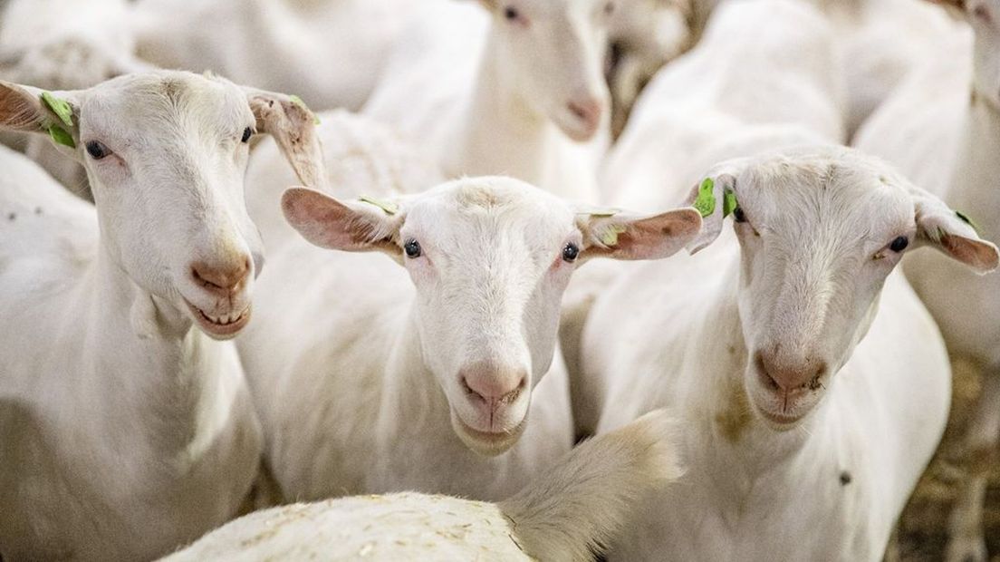 Sommige geitenhouders in Gelderland hebben meer geiten dan mag volgens hun vergunning.