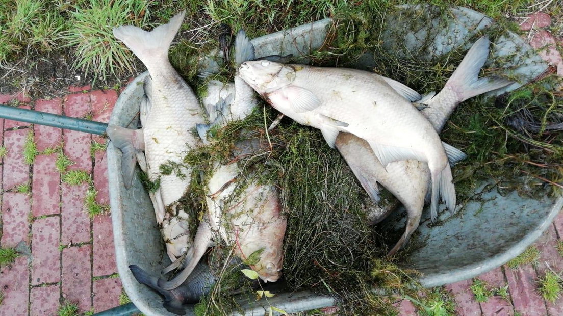 Er kwam een kruiwagen vol dode vis uit de ijsbaanvijver (Rechten: IJsvereniging Tynaarlo)