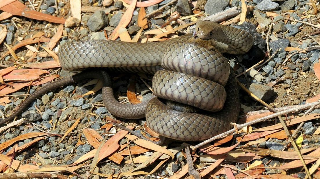 Giftigste slang ter wereld inspiratie voor