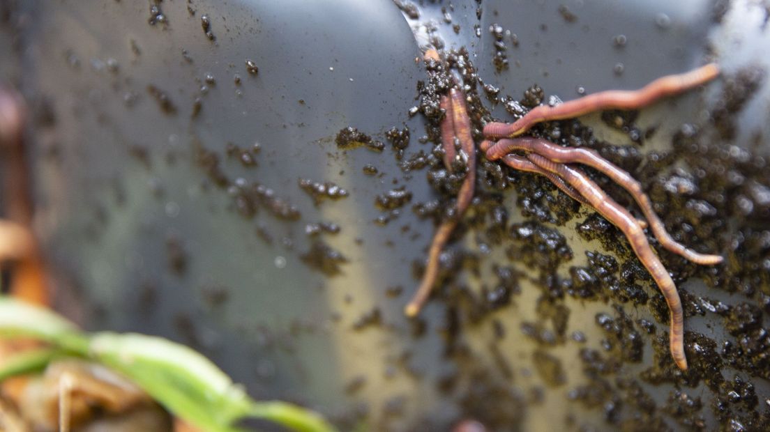 Tijgerwormen maken compost van gft