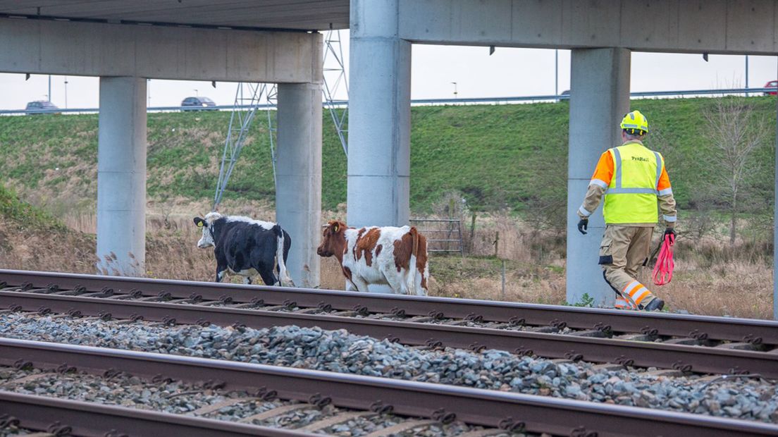 Prorail moest de ontsnapte koeien vangen.