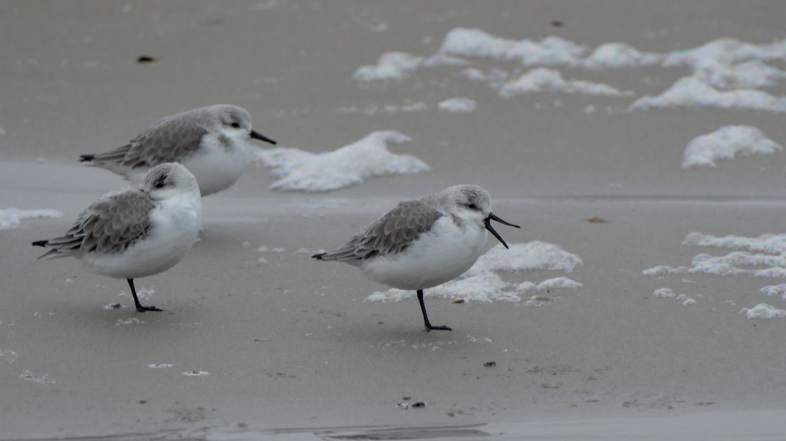 Meeuwen op het strand
