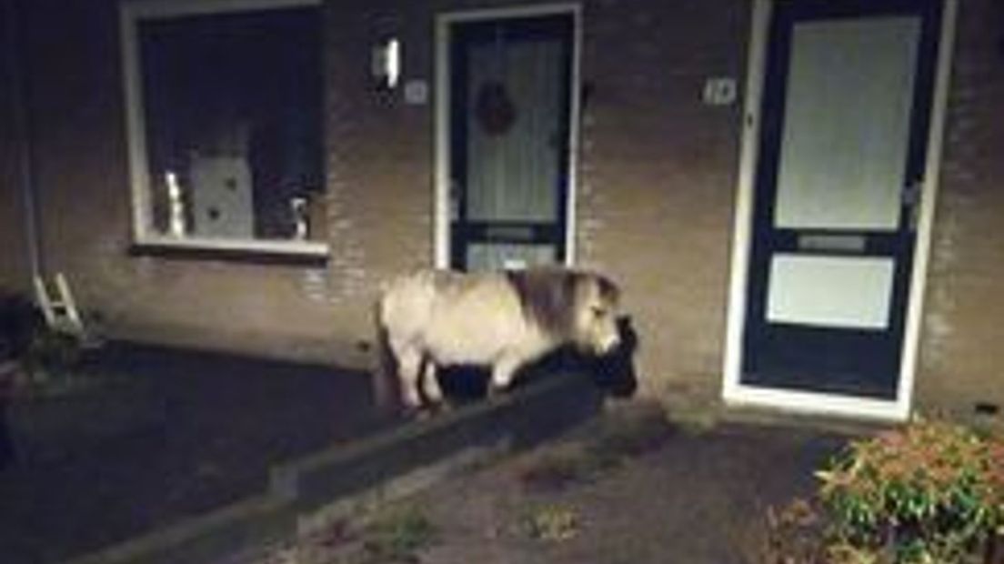 Er staat een pony voor de deur in Eerbeek