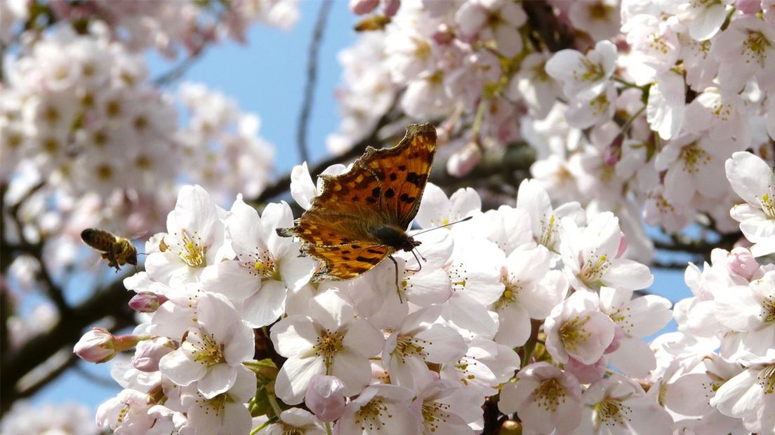 Vlinder op de bloesem