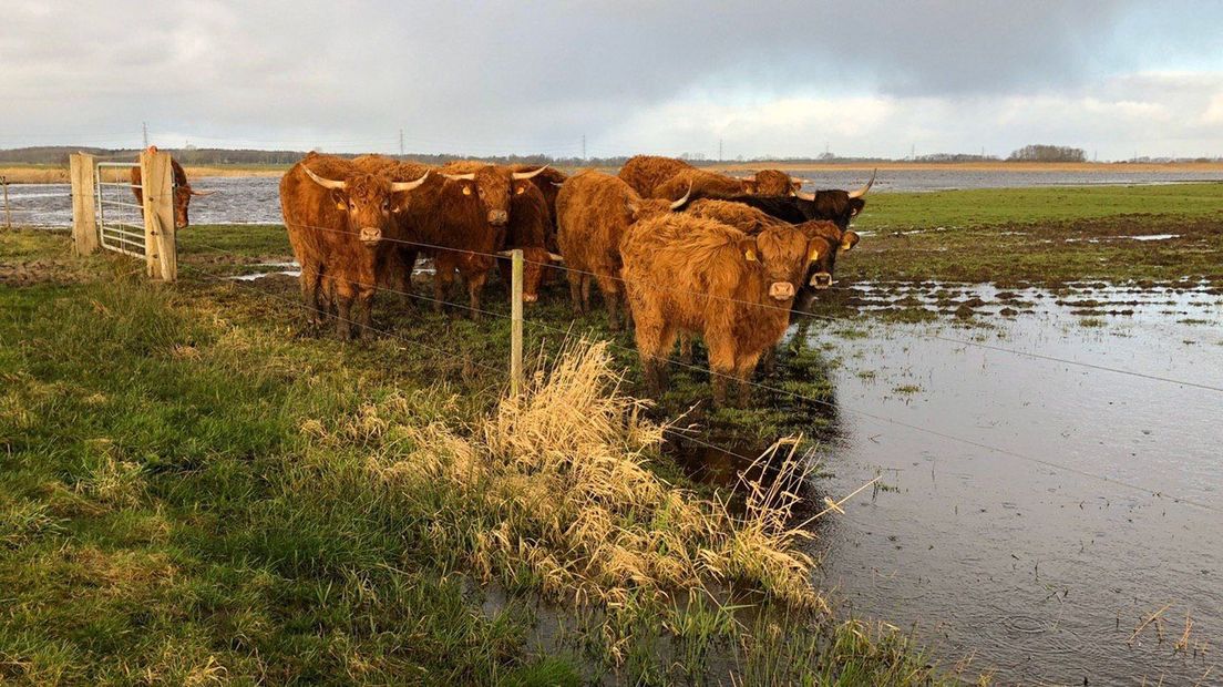 Schotse hooglanders in De Onlanden