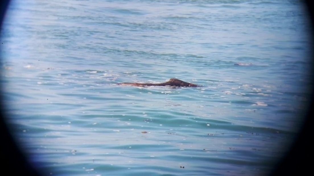 Is dit de Groenlandse walvis? Vogelaars denken van wel...