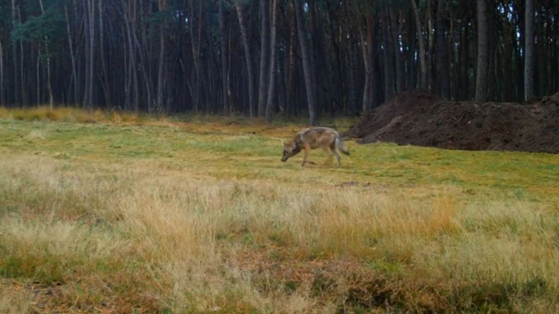 Een van de nieuwe wolven op de Zuidwest-Veluwe.