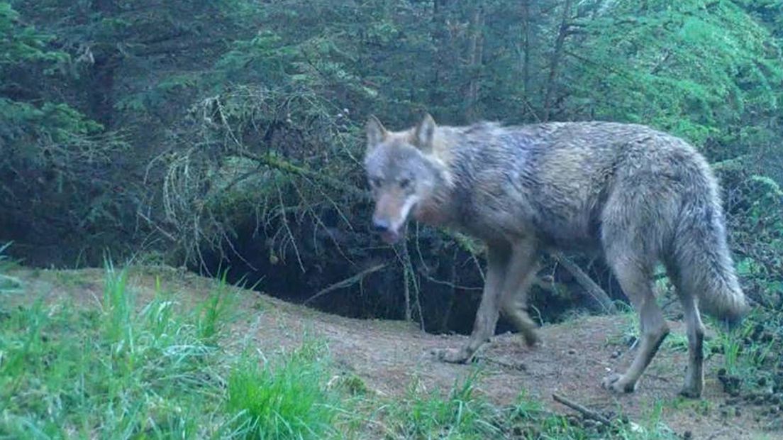Een wolf, vastgelegd op een camera van Staatsbosbeheer