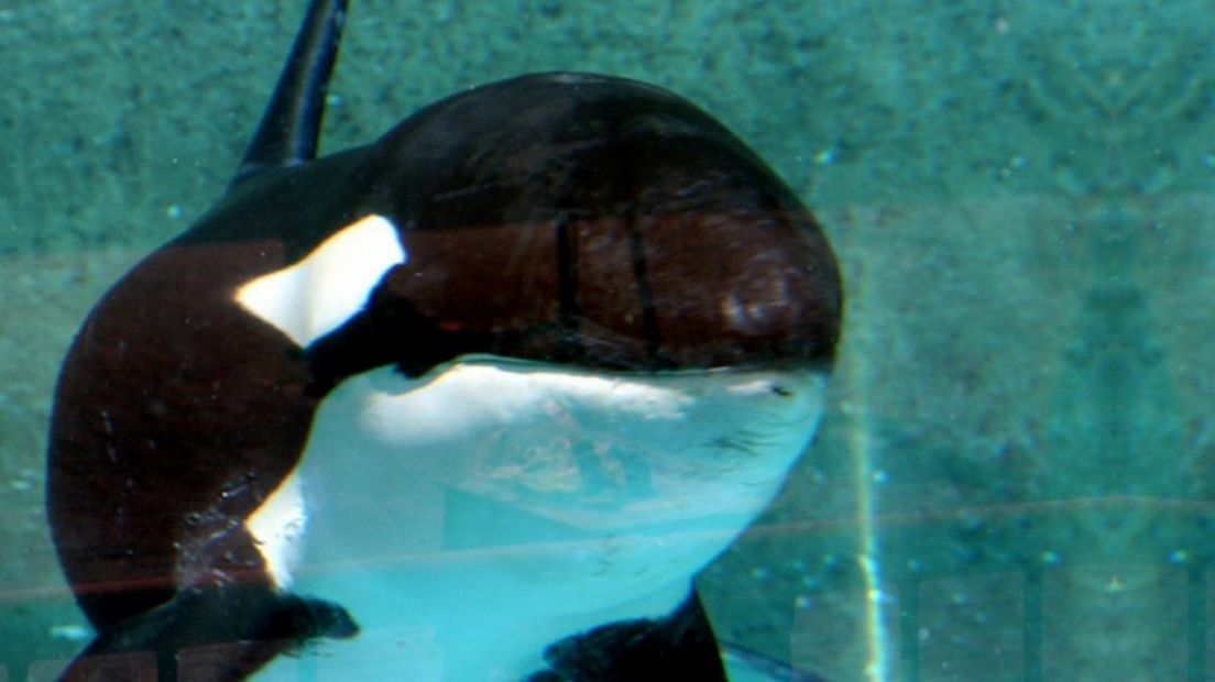 Orka Morgan is op Tenerife bevallen van een kalfje.