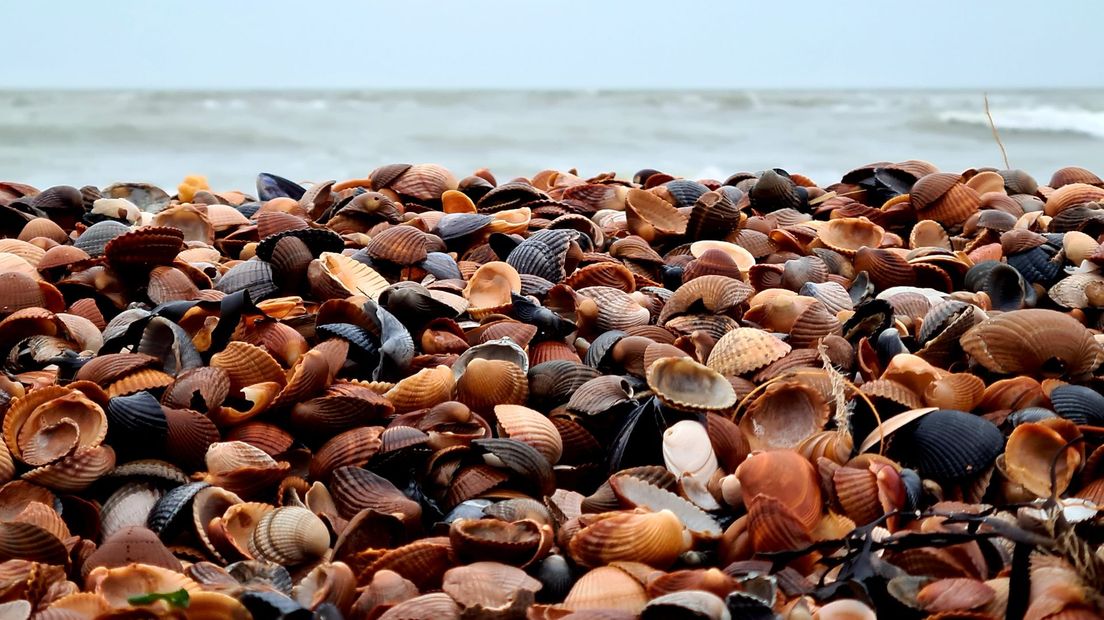 Heel veel schelpen in de branding
