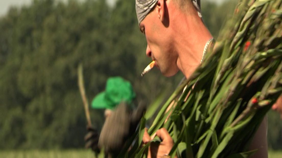 Op het veld van kweker Theo Theunissen uit Heumen wordt hard gewerkt om drie miljoen gladiolen te oogsten. Vierhonderdduizend daarvan zijn bestemd voor de intocht van Nijmeegse Vierdaagse.