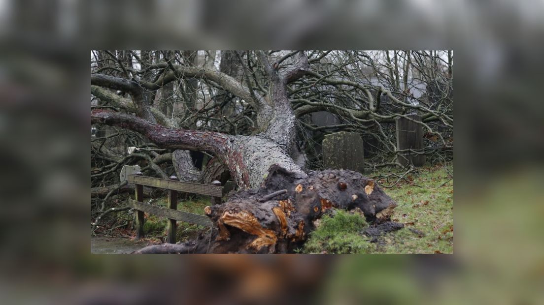 Op it begraafplak oan de Binnenwei yn De Himrik is in beam omwaaid