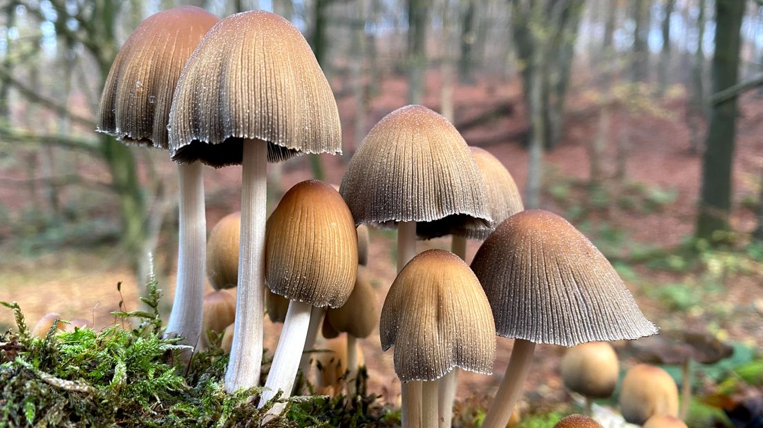 Glimmerinktzwammen in het bos.