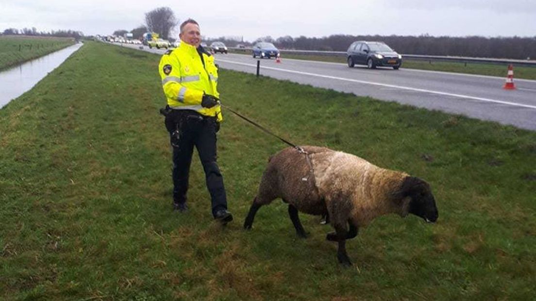 Schaap Wandelt Langs De A7 Bij Marum RTV Noord
