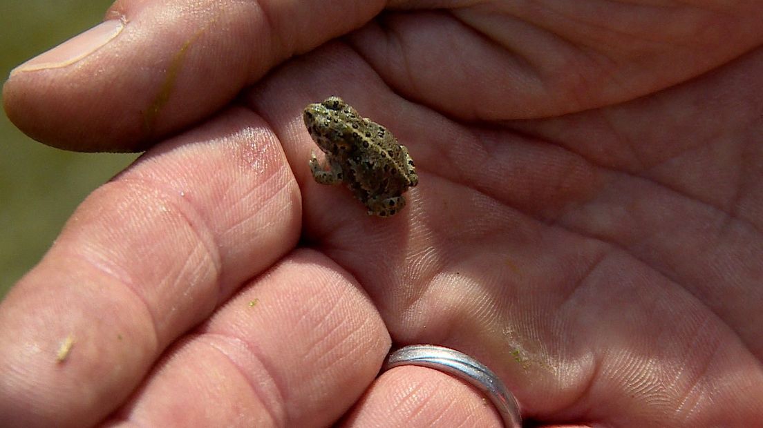 Tholen can continue with the intersection, RUD should not have stopped work because of the natterjack toad