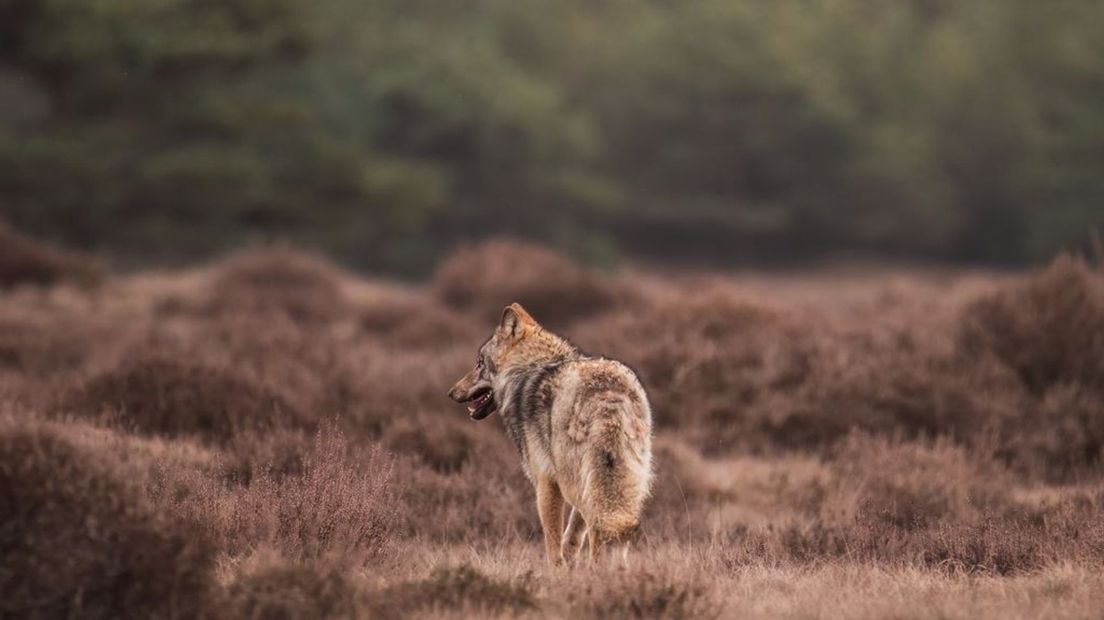 De wolf op de Veluwe.