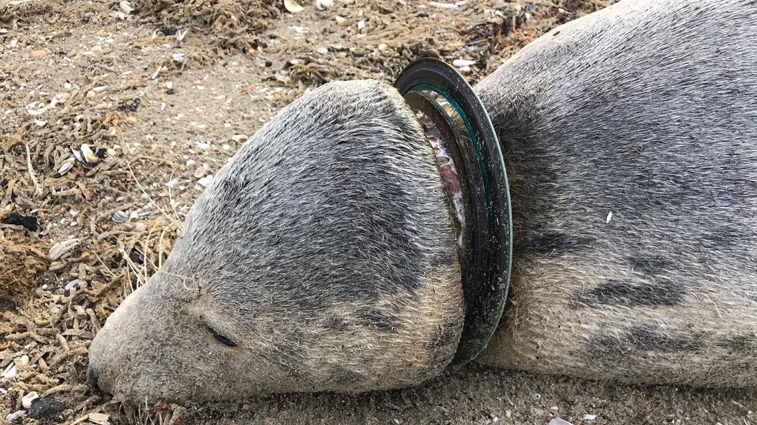 De zeehond zwom al vier weken rond met de frisbee om zijn nek