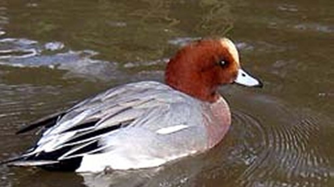 De vogelgriep werd aangetroffen in uitwerpselen van smienten