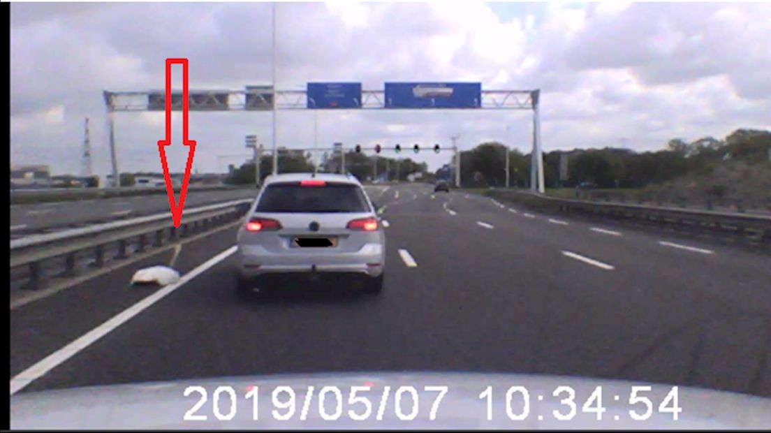 Auto beschermt zwaan door te stoppen op de snelweg