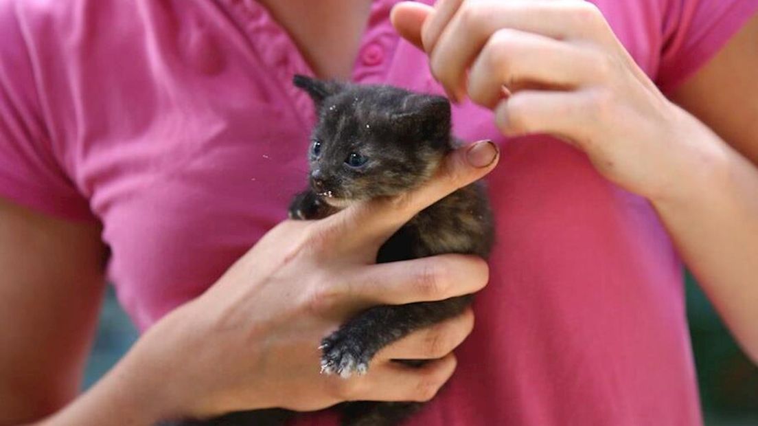Kitten gered uit spouwmuur