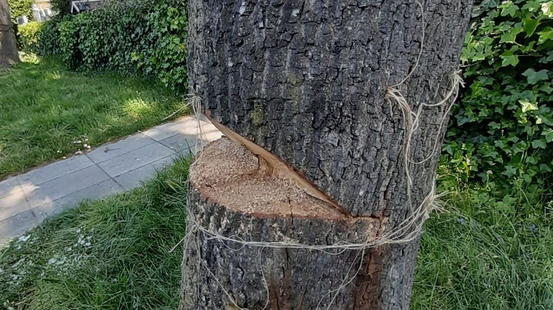 Een van de bomen heeft een flinke inkeping.