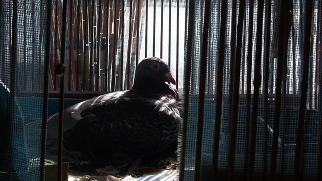 Nare dagen voor Jan en Marjolijn Hoogland. Hun vogelopvang in Eck en Wiel moet na meer dan 20 jaar de deuren sluiten. Het is financieel niet meer op te brengen, nu de opvang geen kleding meer mag inzamelen.