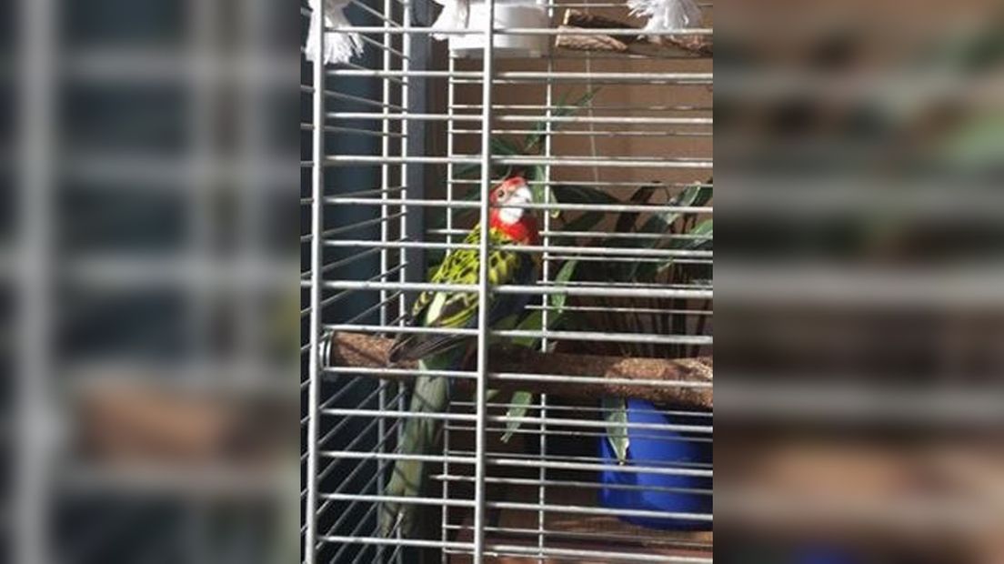 Rosella voordat ze ontsnapte