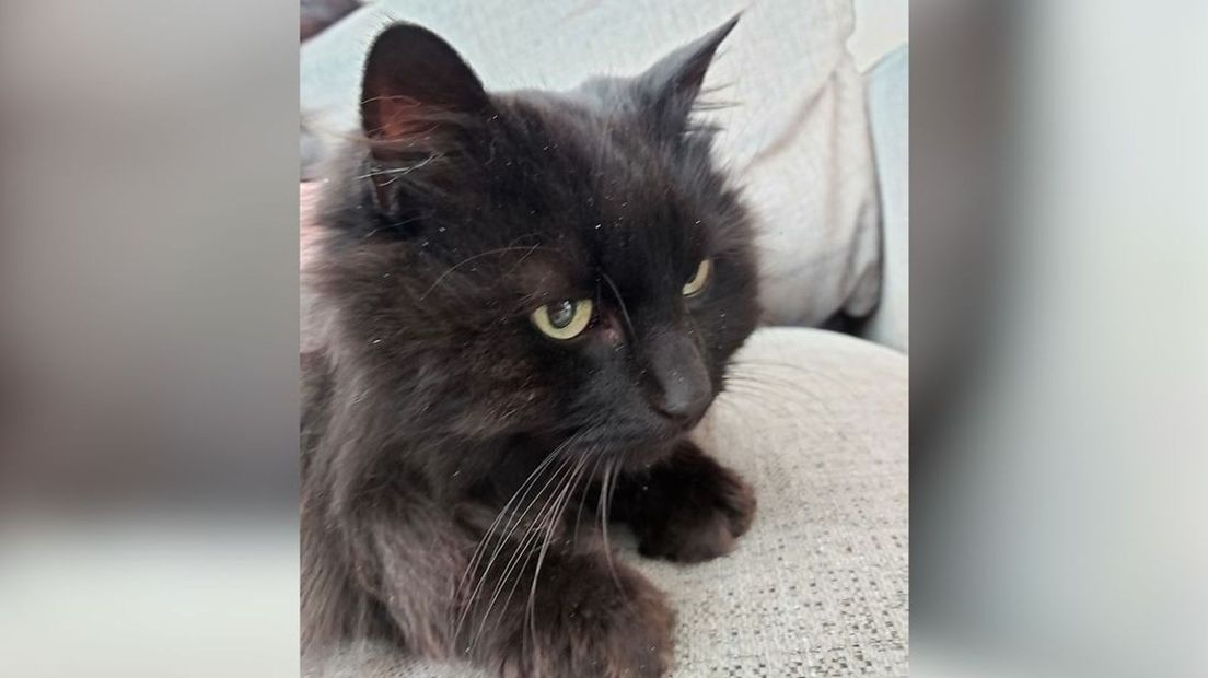 Kat Piet (of Pietje, Pietemans) is weer thuis