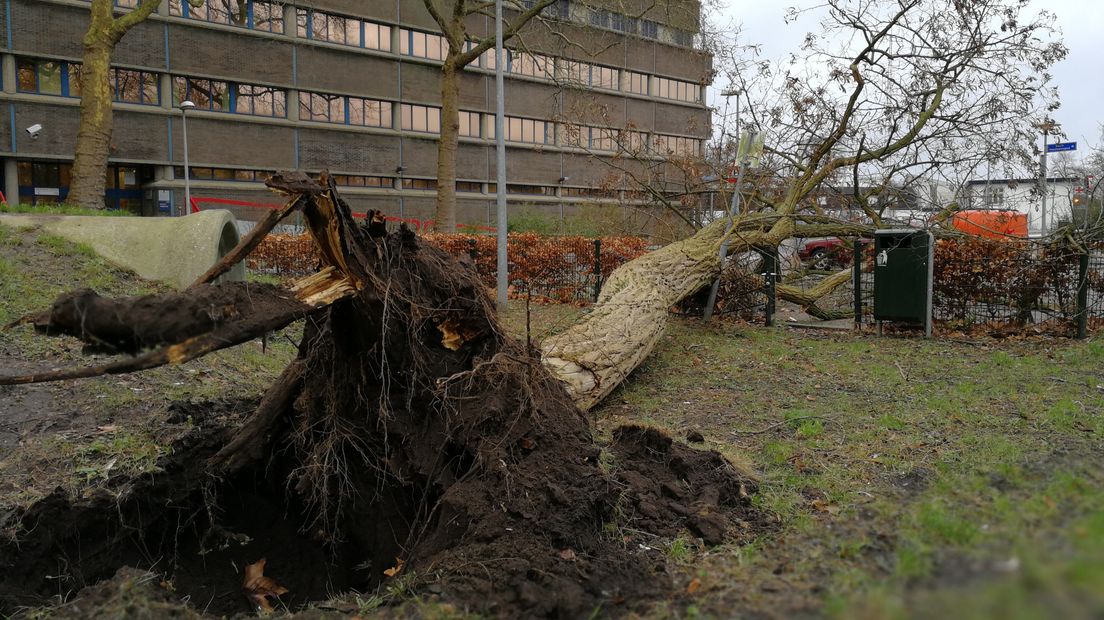 Een omgevallen boom in Utrecht.