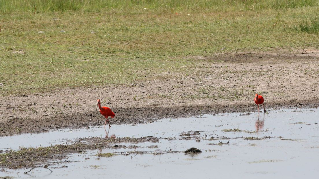 Rode ibissen op de Zunasche Heide.