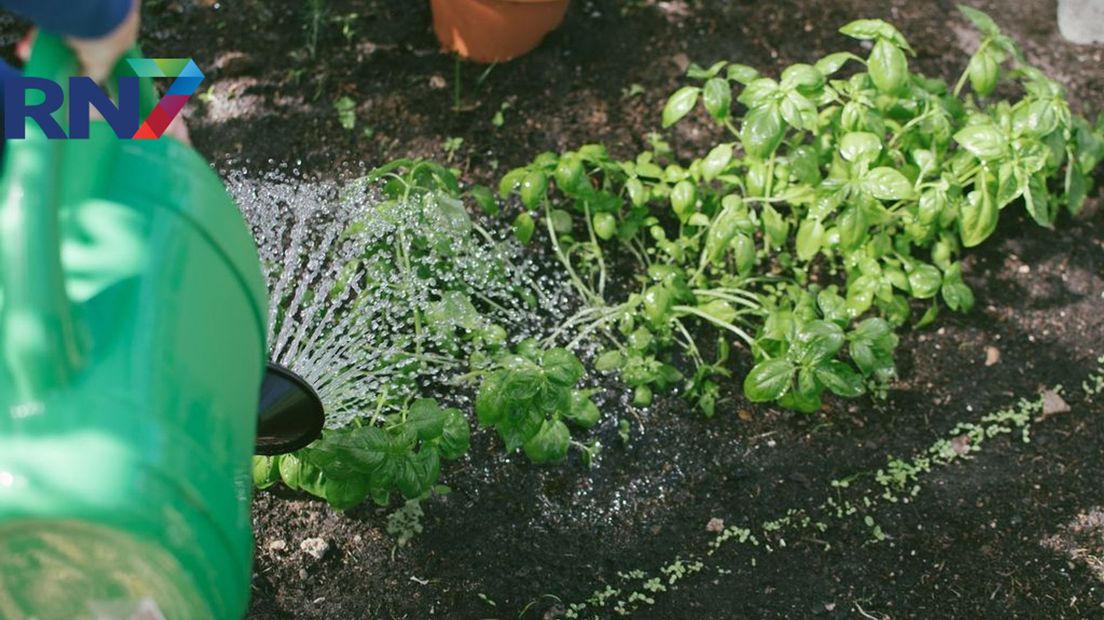 Groene tuinen zorgen voor biodiversiteit en laten regenwater de bodem in zakken.