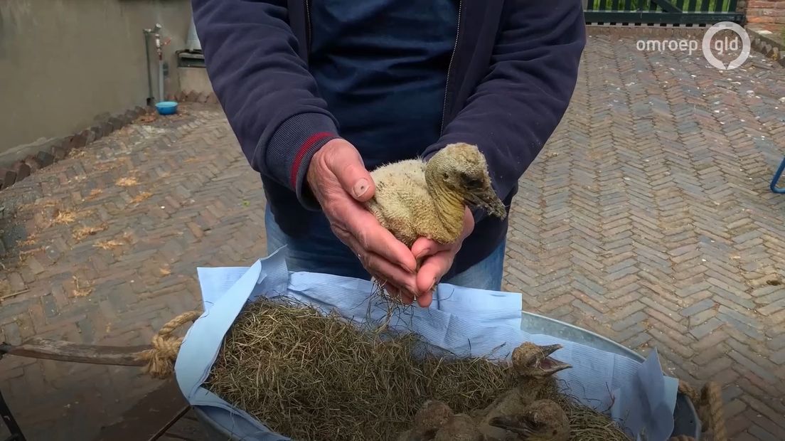 Het gaat goed met de ooievaarsjongen in de opvang in Herwijnen. De weeskuikens zijn zo'n twee weken geleden uit het ei gekropen en inmiddels flink aangesterkt.