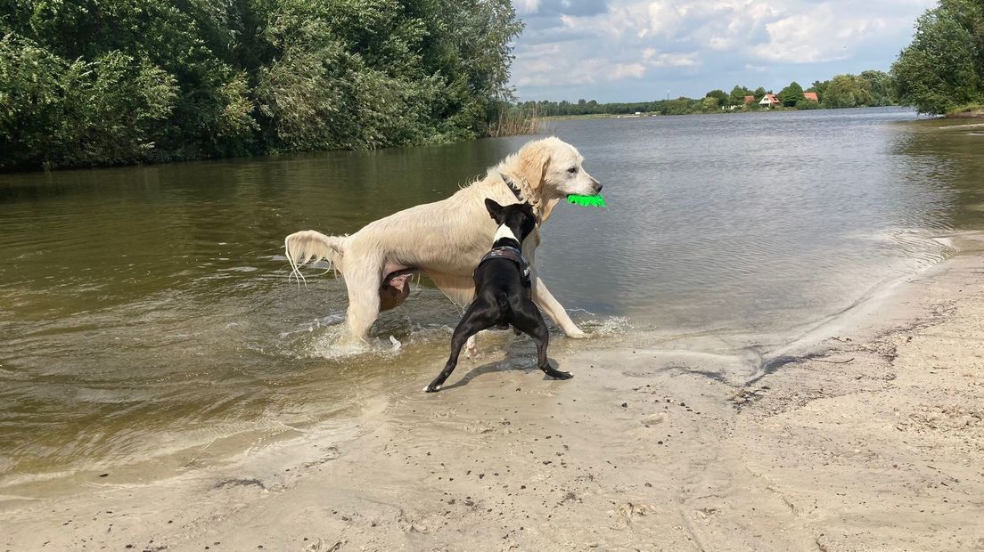 Rietplas