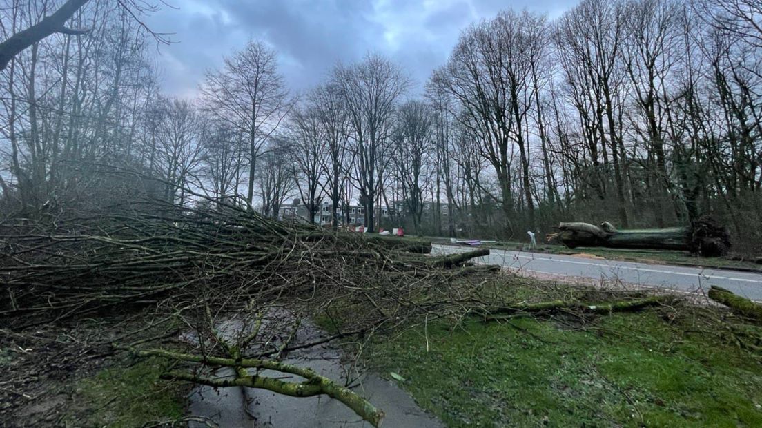 De omgewaaide 'roekenboom' aan de Helperzoom
