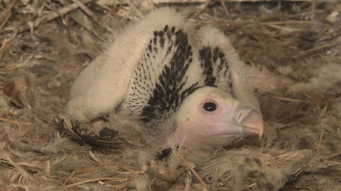 Deze witkopgier is ondergebracht bij pleegouders in Avifauna