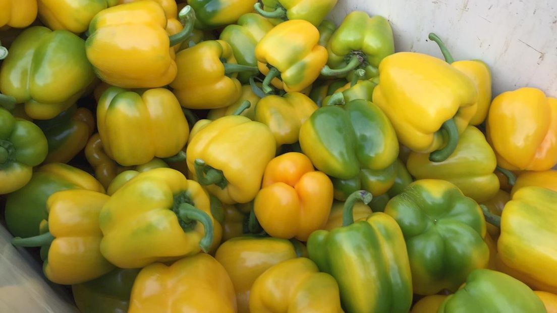 Paprikatelers Koekoekspolder positief over exportland China RTV Oost